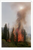 Trees Burning In Forest Fire by Anonymous