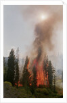 Trees Burning In Forest Fire by Anonymous