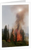 Trees Burning In Forest Fire by Anonymous