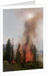Trees Burning In Forest Fire by Anonymous