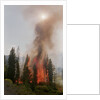 Trees Burning In Forest Fire by Anonymous