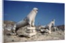 Terrace of the Lions at Delos by Anonymous