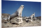 Terrace of the Lions at Delos by Anonymous