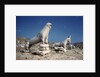 Terrace of the Lions at Delos by Anonymous