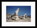 Terrace of the Lions at Delos by Anonymous