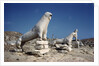 Terrace of the Lions at Delos by Anonymous