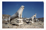 Terrace of the Lions at Delos by Anonymous