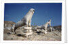 Terrace of the Lions at Delos by Anonymous