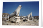 Terrace of the Lions at Delos by Anonymous