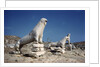 Terrace of the Lions at Delos by Anonymous