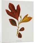 Illustration of Sassafras Leaves by Anonymous
