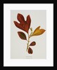 Illustration of Sassafras Leaves by Anonymous