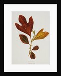 Illustration of Sassafras Leaves by Anonymous