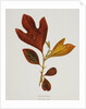 Illustration of Sassafras Leaves by Anonymous