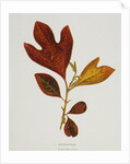 Illustration of Sassafras Leaves by Anonymous