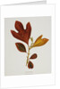 Illustration of Sassafras Leaves by Anonymous