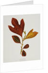 Illustration of Sassafras Leaves by Anonymous