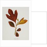 Illustration of Sassafras Leaves by Anonymous