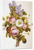 Illustration Depicting a Bouquet of Roses and Lilacs by Anonymous