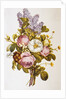 Illustration Depicting a Bouquet of Roses and Lilacs by Anonymous