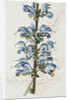 Illustration Depicting Bicolor Sage Plant by Anonymous