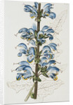 Illustration Depicting Bicolor Sage Plant by Anonymous