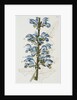 Illustration Depicting Bicolor Sage Plant by Anonymous