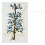 Illustration Depicting Bicolor Sage Plant by Anonymous