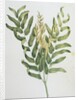 Illustration Depicting a Branch of a Royal Fern by Anonymous