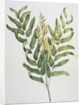 Illustration Depicting a Branch of a Royal Fern by Anonymous