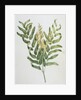 Illustration Depicting a Branch of a Royal Fern by Anonymous