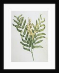 Illustration Depicting a Branch of a Royal Fern by Anonymous