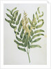 Illustration Depicting a Branch of a Royal Fern by Anonymous