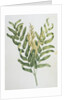 Illustration Depicting a Branch of a Royal Fern by Anonymous