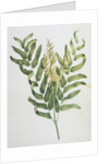 Illustration Depicting a Branch of a Royal Fern by Anonymous