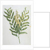 Illustration Depicting a Branch of a Royal Fern by Anonymous