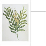 Illustration Depicting a Branch of a Royal Fern by Anonymous