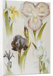 Illustration Depicting Various Types of Irises by Anonymous