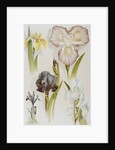 Illustration Depicting Various Types of Irises by Anonymous