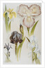 Illustration Depicting Various Types of Irises by Anonymous
