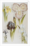 Illustration Depicting Various Types of Irises by Anonymous
