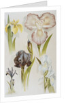 Illustration Depicting Various Types of Irises by Anonymous