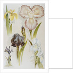 Illustration Depicting Various Types of Irises by Anonymous