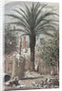 Illustration Depicting a Farmyard in St. Augustine, Florida by Anonymous