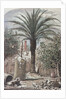 Illustration Depicting a Farmyard in St. Augustine, Florida by Anonymous