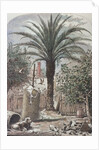 Illustration Depicting a Farmyard in St. Augustine, Florida by Anonymous
