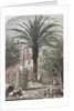 Illustration Depicting a Farmyard in St. Augustine, Florida by Anonymous