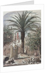 Illustration Depicting a Farmyard in St. Augustine, Florida by Anonymous