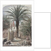 Illustration Depicting a Farmyard in St. Augustine, Florida by Anonymous