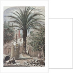 Illustration Depicting a Farmyard in St. Augustine, Florida by Anonymous